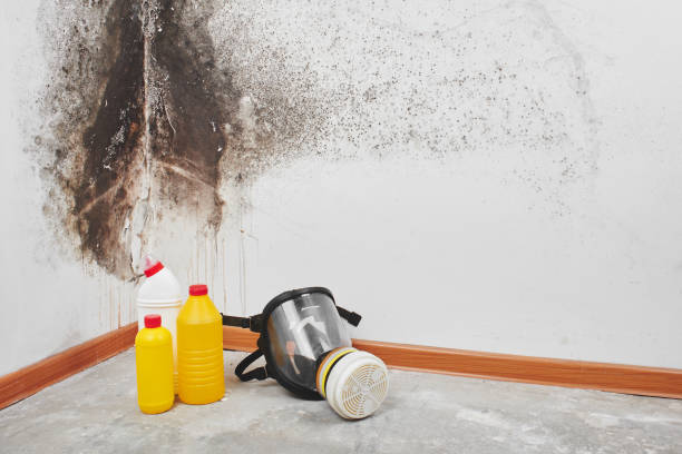 Trusted Byron Center, MI Mold Removal Experts